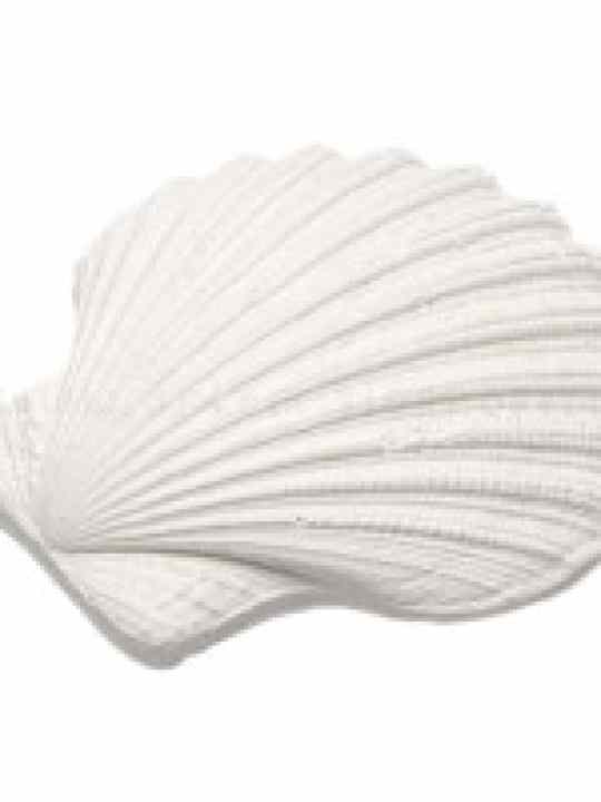Conchiglia in gesso Mathilde M